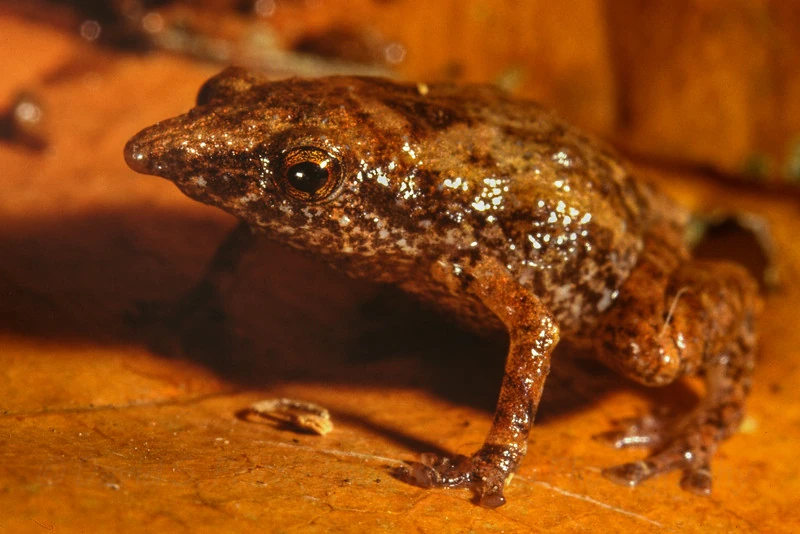 Choerophryne Animal Database Fandom