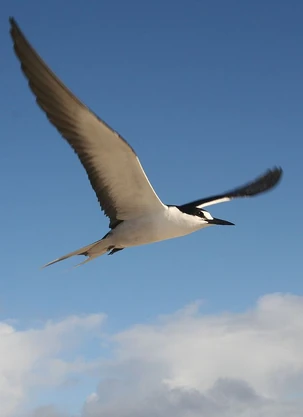 Seabird Animal Database Fandom Seabird Animal Database Fandom