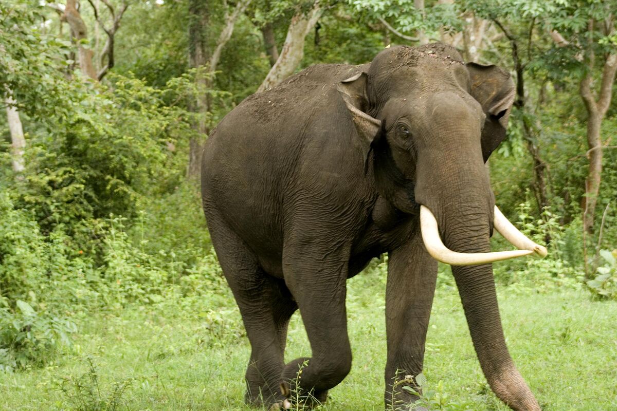 Indian Elephant | Animal Database | Fandom