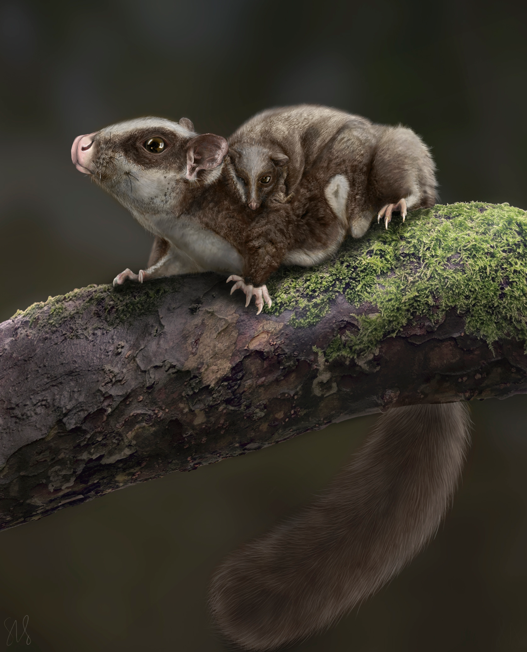 Photographing Flying Squirrels with Sabre