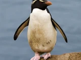 Southern Rockhopper Penguin