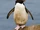 Southern Rockhopper Penguin