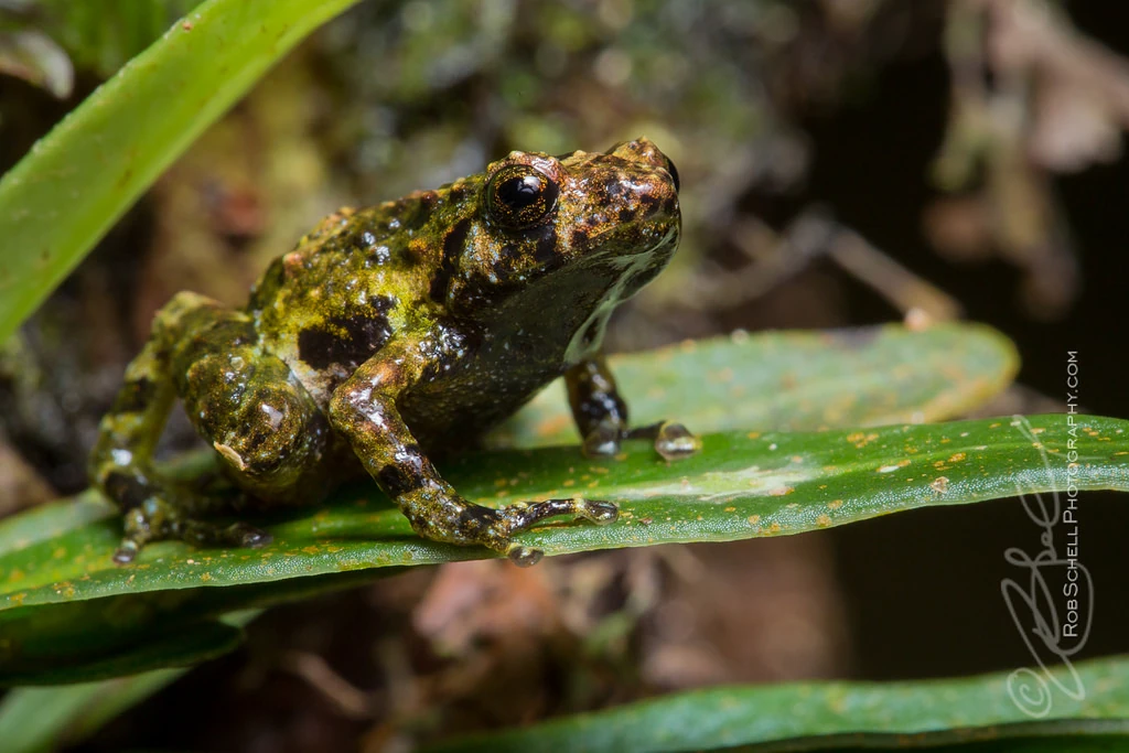 Anodonthyla moramora Animal Database Fandom