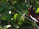 Pompadour Cotinga