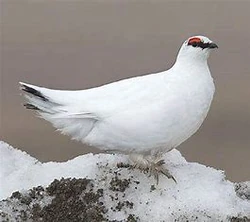 RockPtarmigan-1 (winter coat)