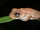 Australian Lace-lid