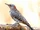 Northern Flicker