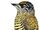 Golden-spangled Piculet