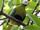 Carunculated Fruit Dove