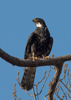 Black Sparrowhawk female Meadowridge S. Morris