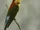 Chestnut-headed Bee-eater
