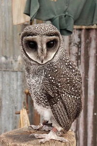Greater Sooty Owl