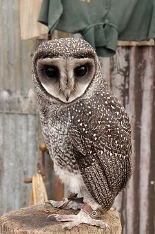 A Sooty Owl.
