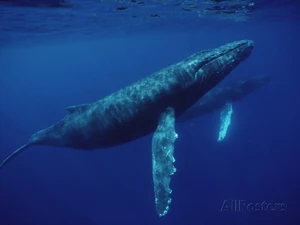 Humpback Whale