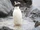 Fiordland Penguin