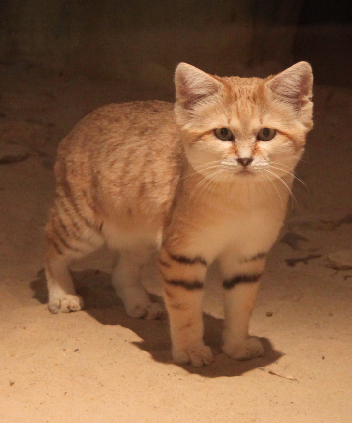 Sand Cat Animal Database Fandom