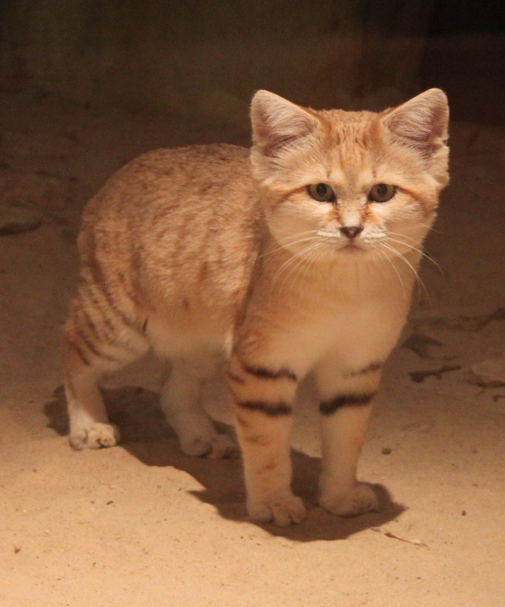 Sand Cat Animal Database Fandom Sand Cat Animal Database Fandom