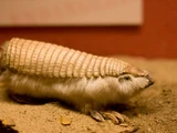 Pink Fairy Armadillo