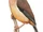 Rufous-vented Yuhina