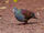 Buff-fronted Quail-dove