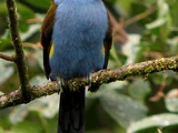 Plate-billed Mountain Toucan
