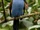 Plate-billed Mountain Toucan