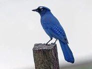 Adult (Central American)