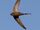 African Palm Swift