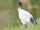 Australian White Ibis