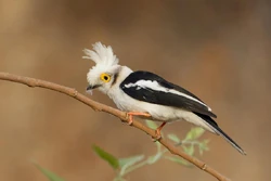 BF6E2585 White-crested Helmetshrike
