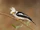 White-crested Helmetshrike