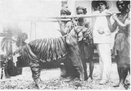 Bali Tiger killed in 1922.png (428 KB)