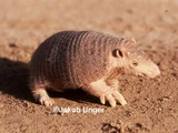 Chacoan Naked-tailed Armadillo