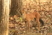 Dhole6.webp (101 KB)
