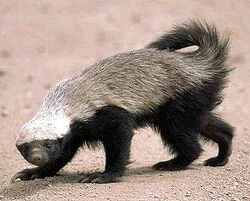 Honey Badger