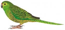 eastern-ground-parrot-animal-database-fandom