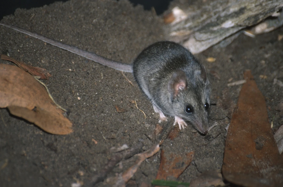 Kangaroo Island Dunnart | Animal Database | Fandom