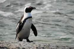 African Penguin