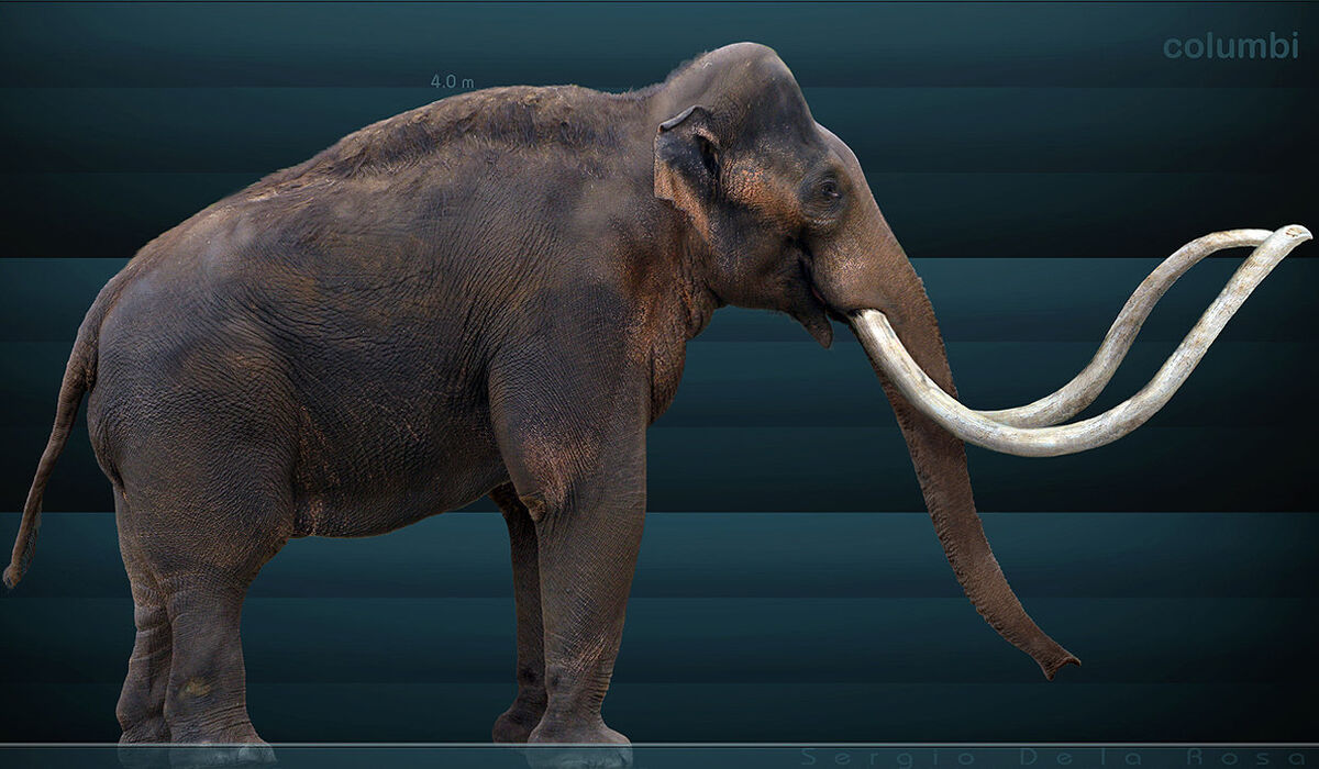 Has anybody ever gotten the elephant/mammoth exhibit combination