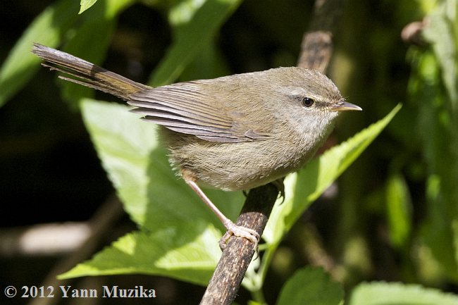 Brown-flanked Bush Warbler, Animal Database