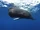 Sperm Whale