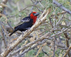 Barbet Black-billed2 copy