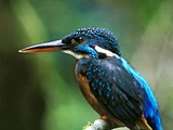 Blyth's Kingfisher