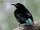 Growling Riflebird