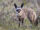 Bat-eared Fox