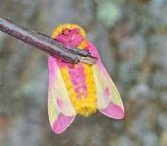 https://static.wikia.nocookie.net/animals/images/4/45/Rosy_Maple_Moth_.jpg/revision/latest/scale-to-width-down/240?cb=20221205202630