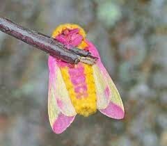 Rosy maple moth Dryocampa rubicunda (Fabricius, 1793)