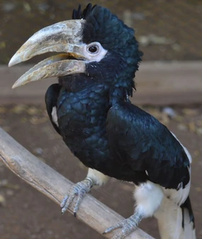 White-thighed Hornbill | Animal Database | Fandom