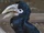 White-thighed Hornbill