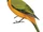 Western Wattled Cuckooshrike